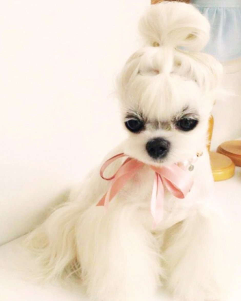 Купить маленькую собачку в Ульяновске на голове хвостик который