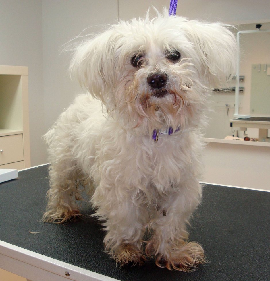 Мальтийская ши-тцу