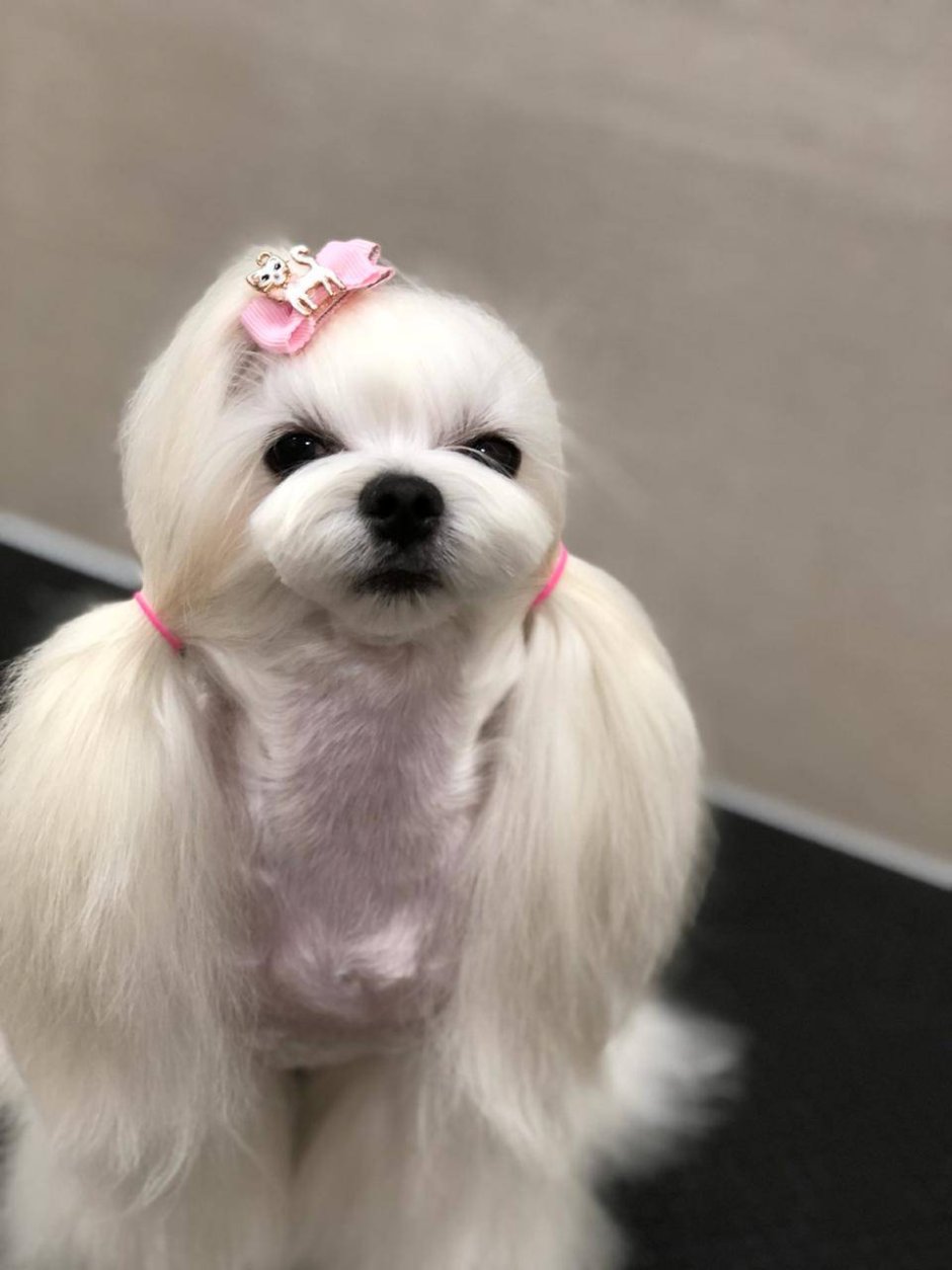 Мальтийская болонка стрижка