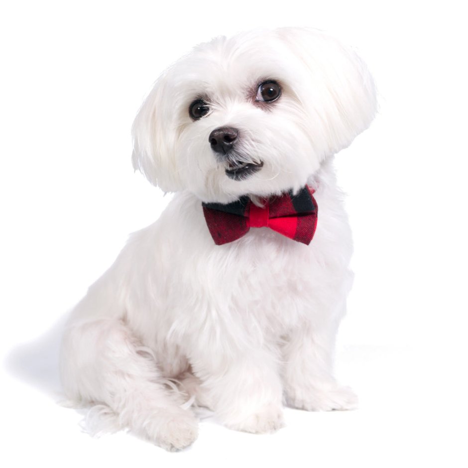 Бишон фризе и мальтезе