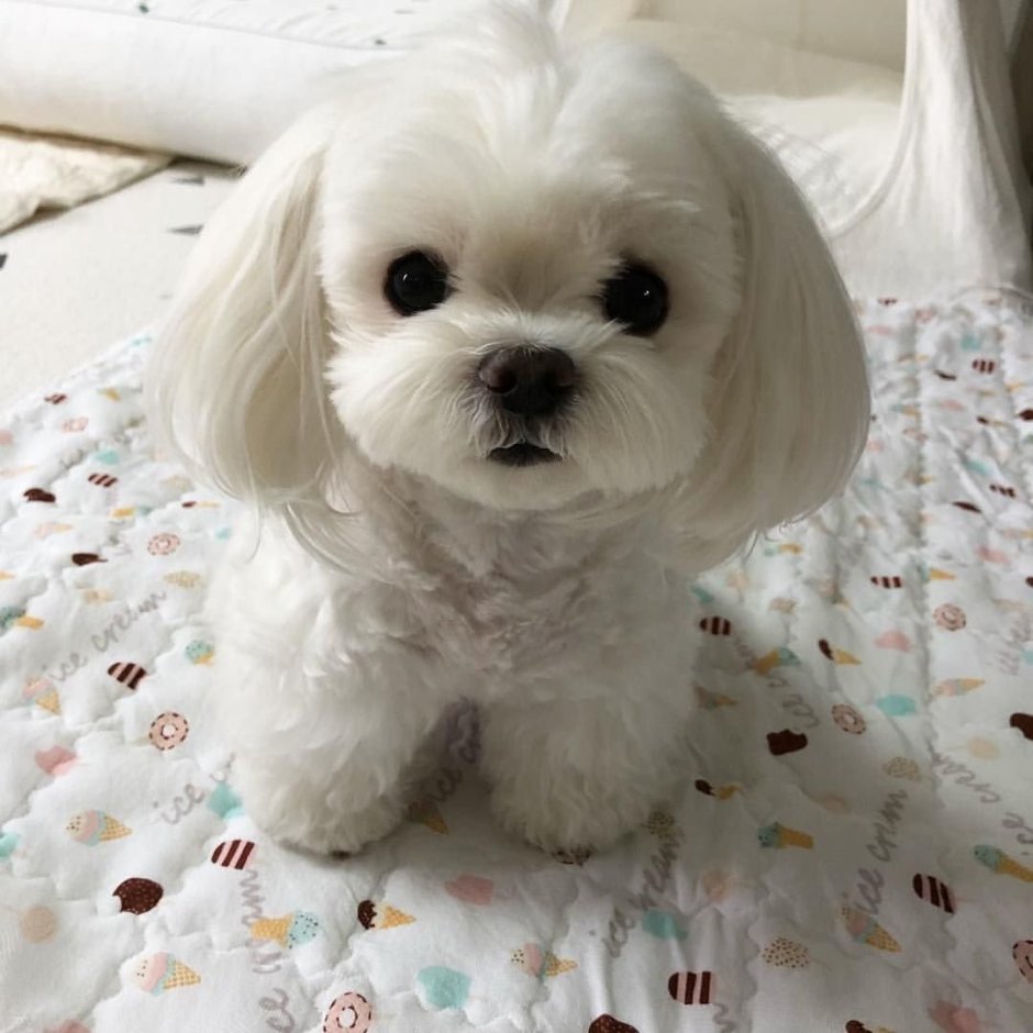 Карликовая Мальтийская болонка