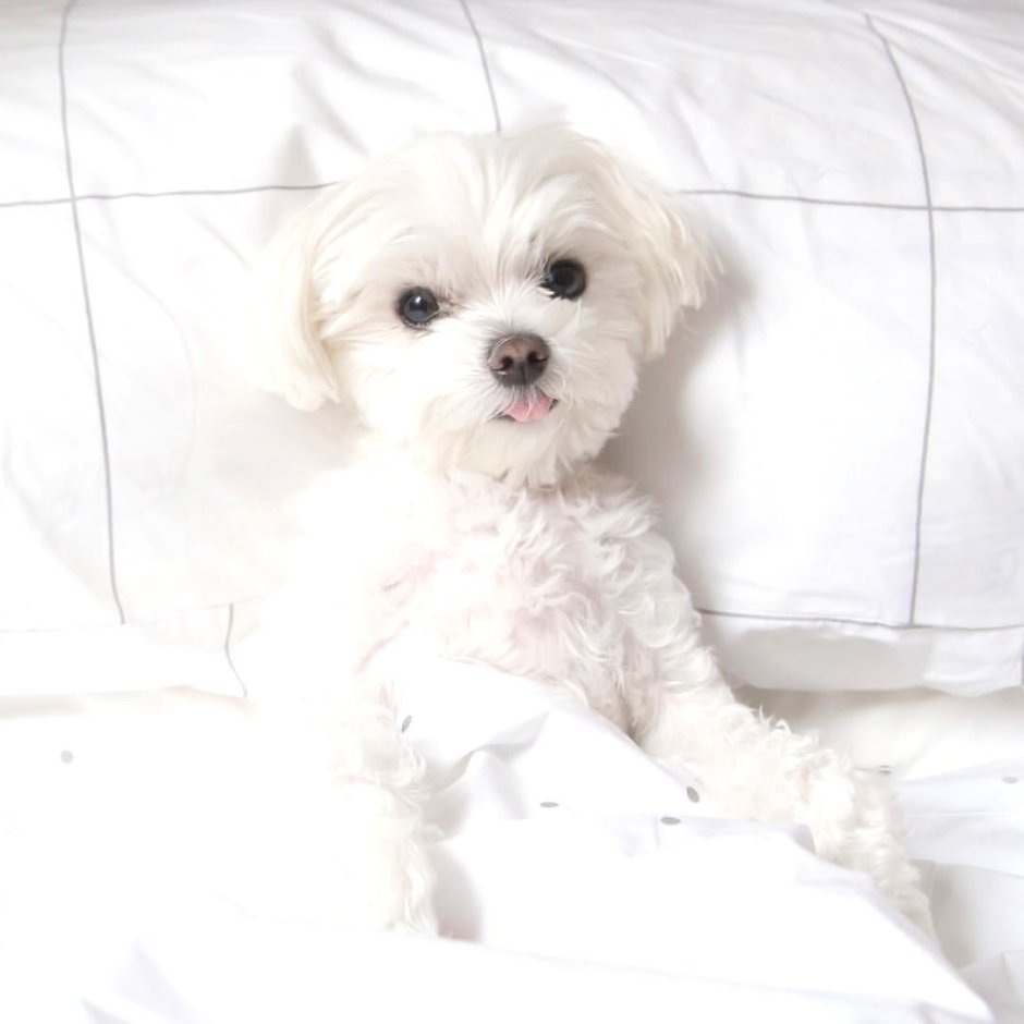 Собачка Мальтийская болонка