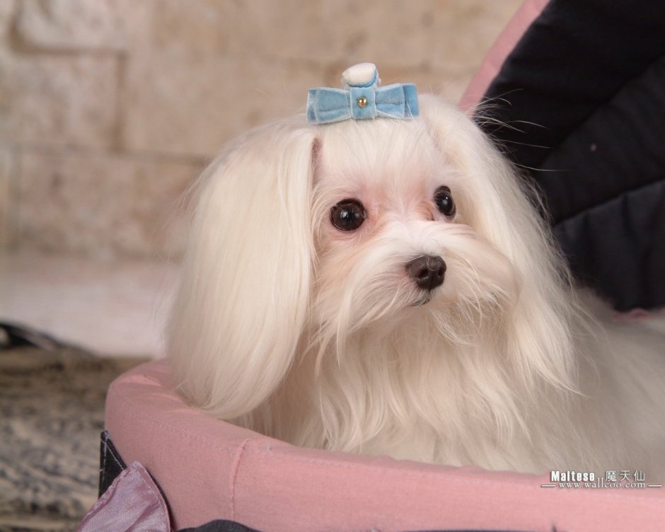 Мальтийская болонка альбинос