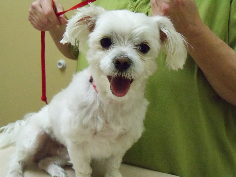 Мальтийская болонка тиакап