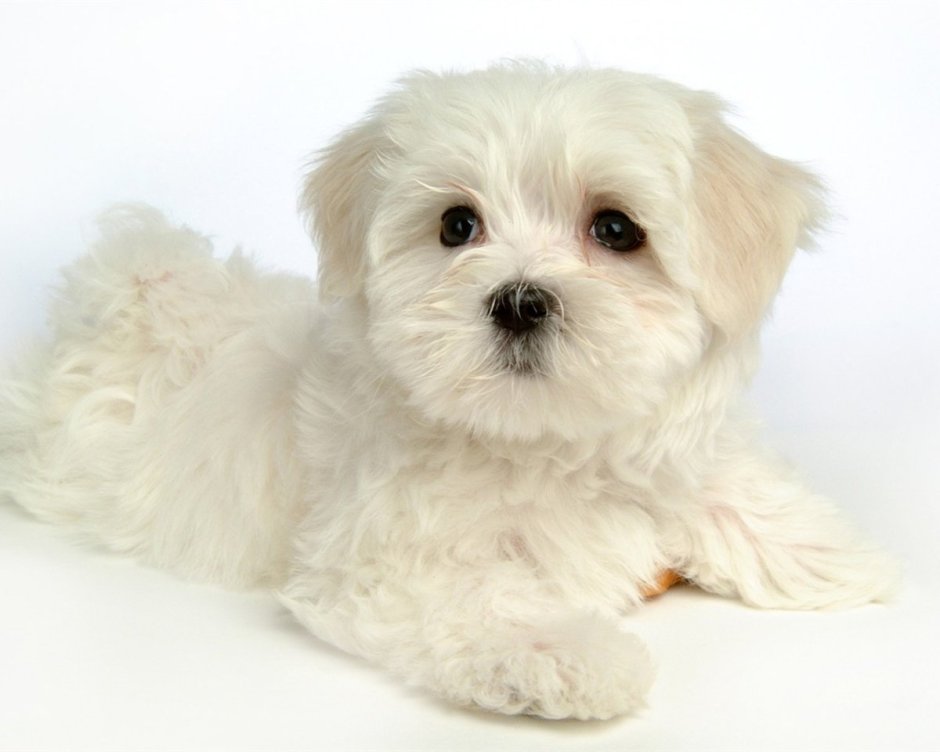 Мальтийская болонка