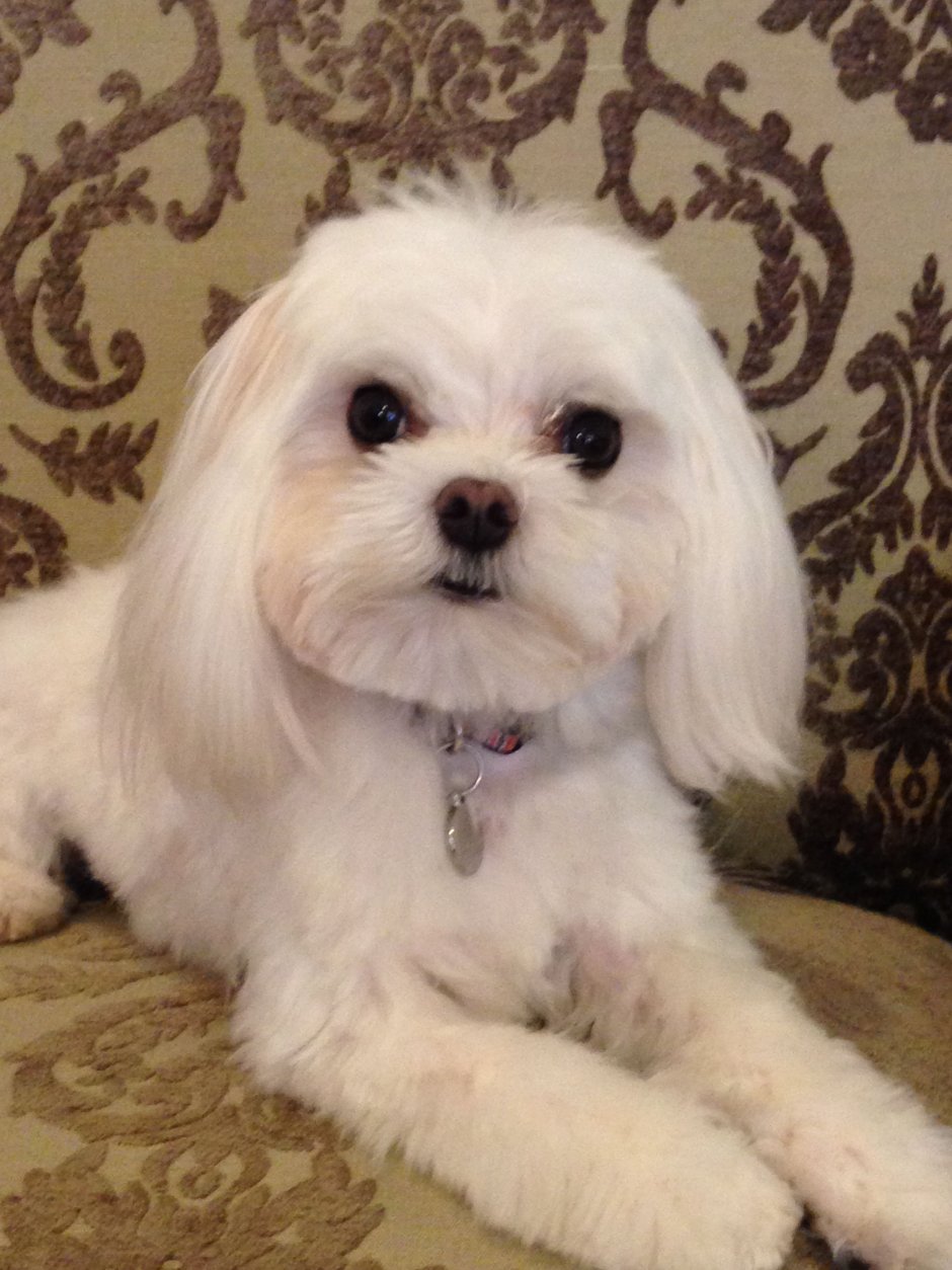 Мальтийская болонка Харт