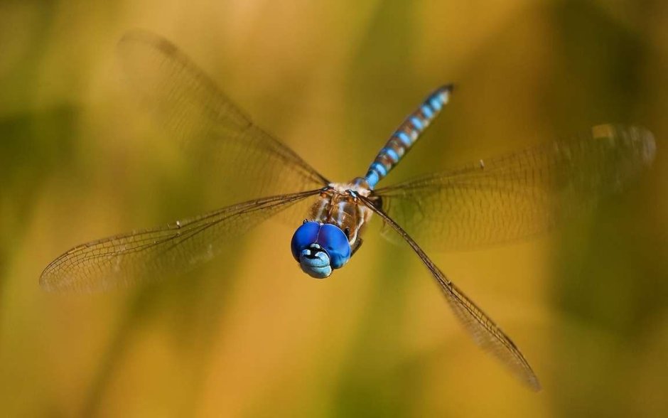 Полет Стрекозы