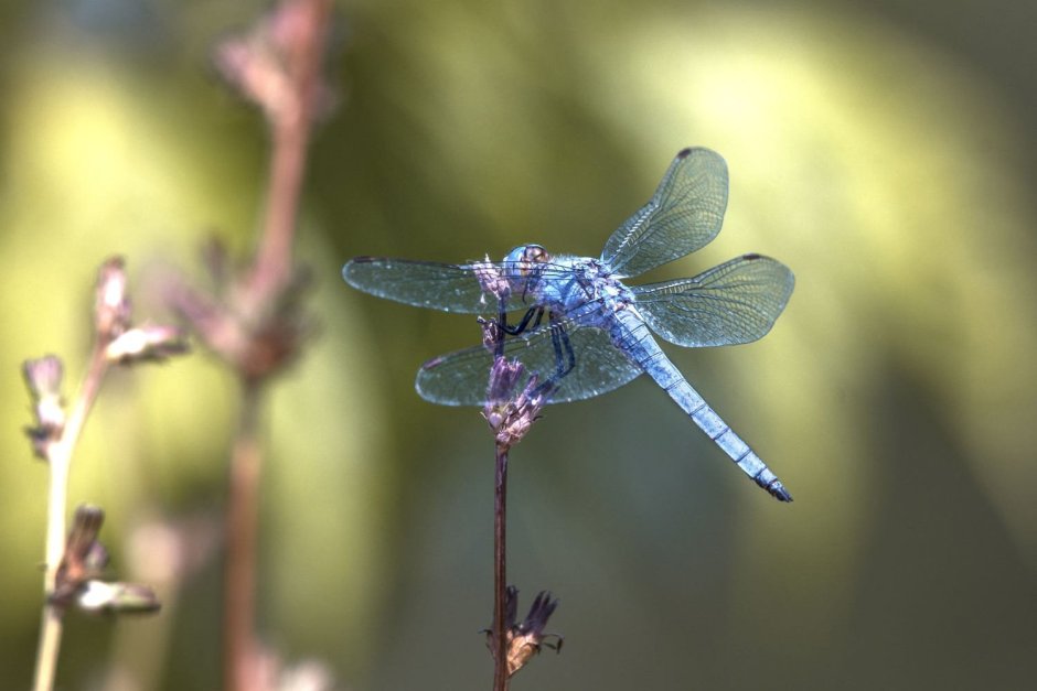 Имаго Стрекозы