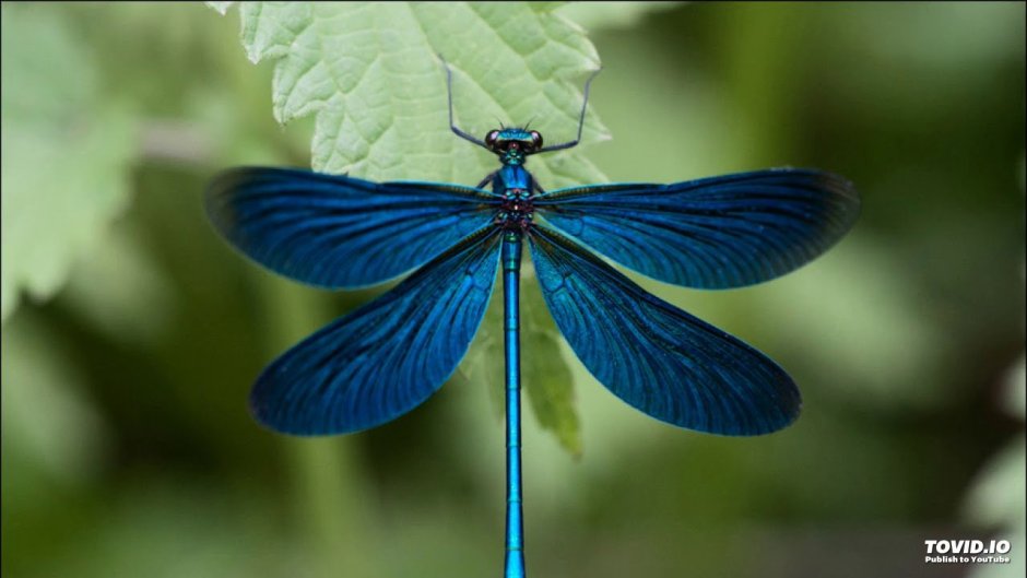 Стрекоза Calopteryx Virgo