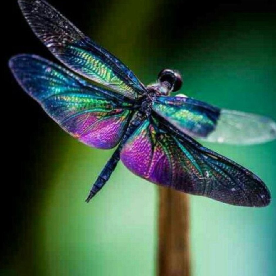 Стрекоза Радужница