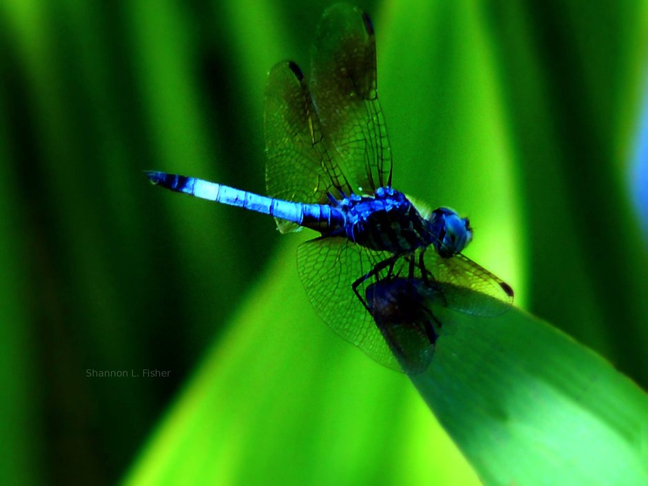 Синяя Стрекоза ядовитая