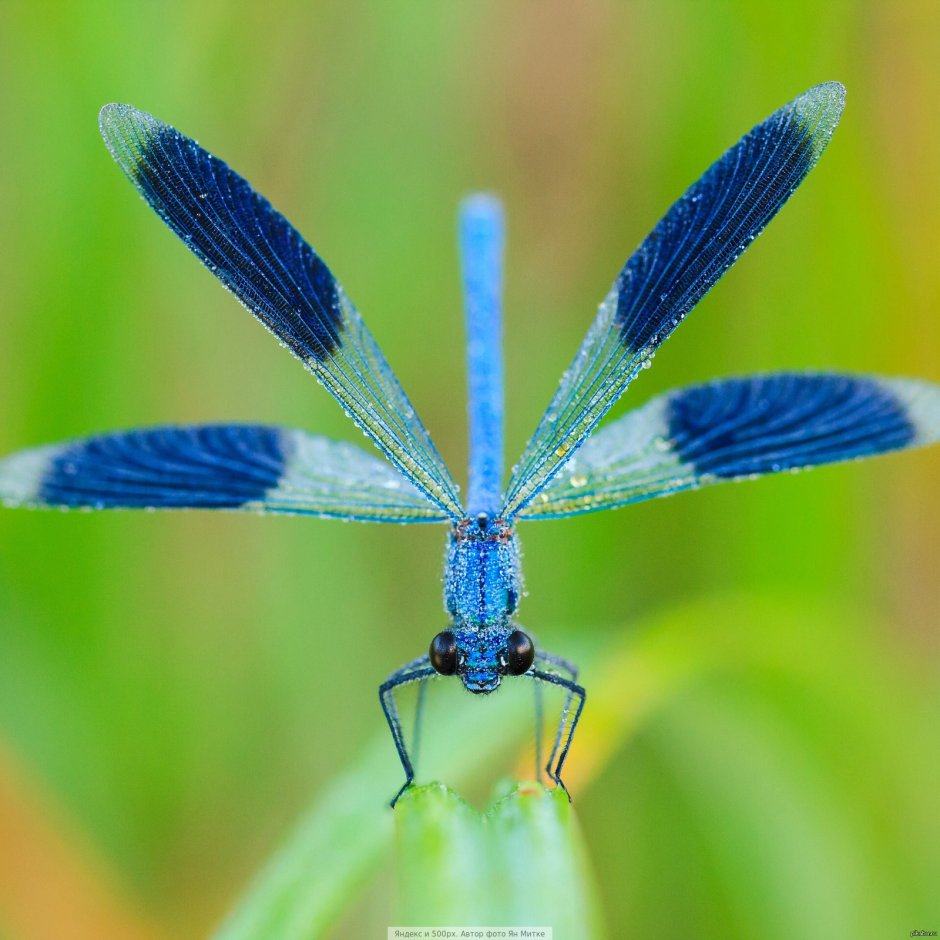 Стрекоза Радужница