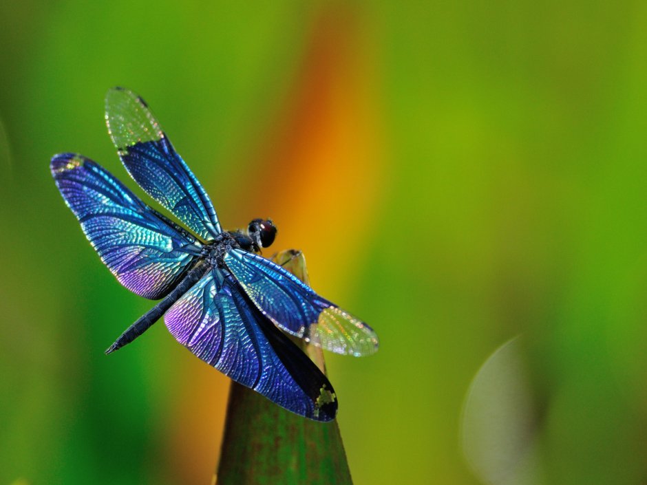 Бабочки и Стрекозы