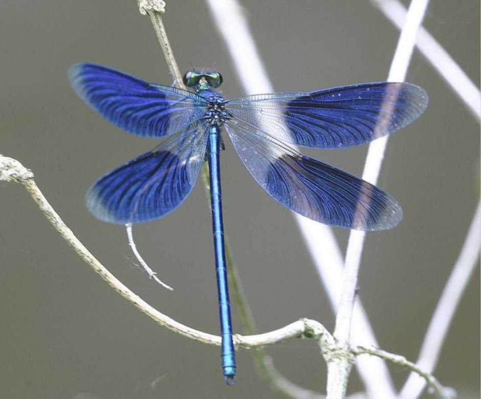 Стрекоза Calopteryx splendens