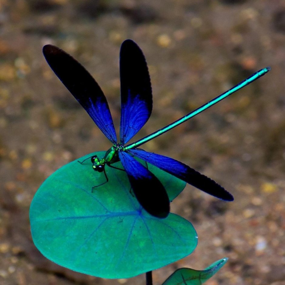 Драгонфлай Стрекоза