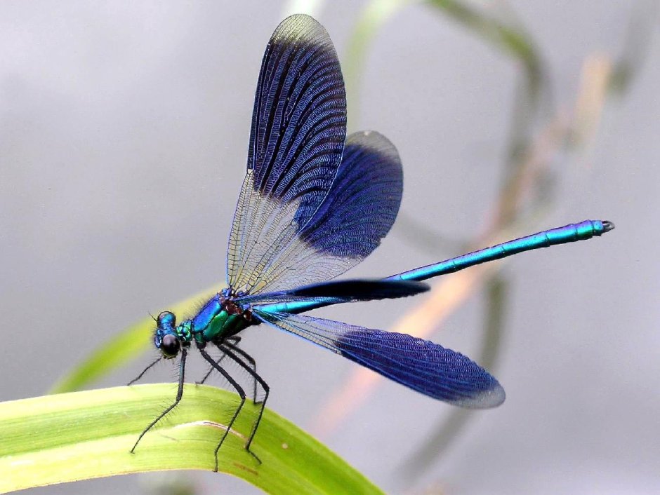 Красотка блестящая (Calopteryx splendens)