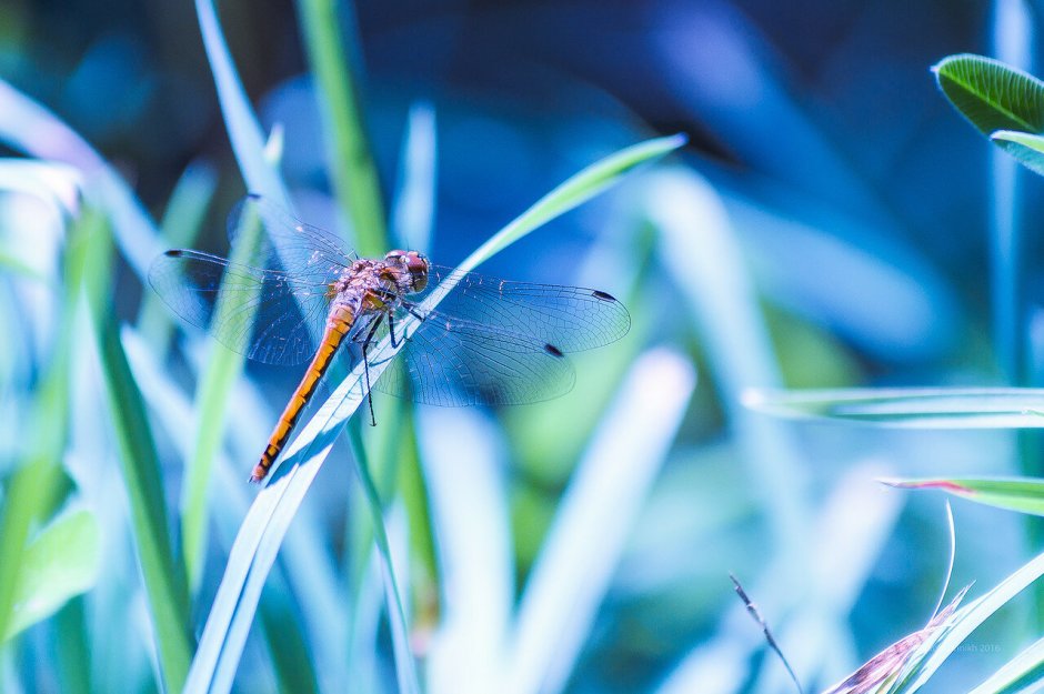 Стрекоза в природе