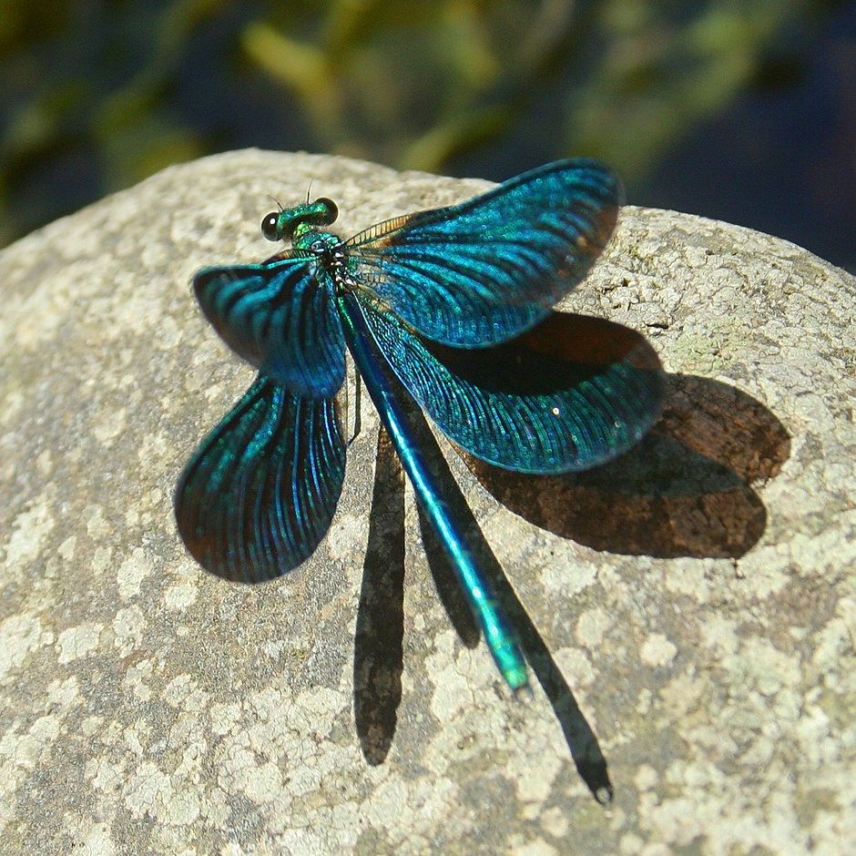 Изумрудная Стрекоза