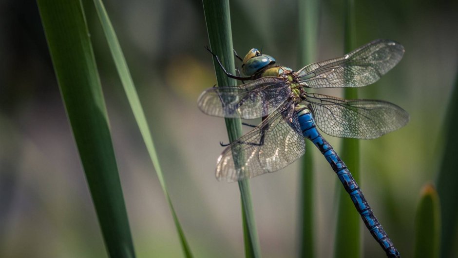 Стрекоза Болотная