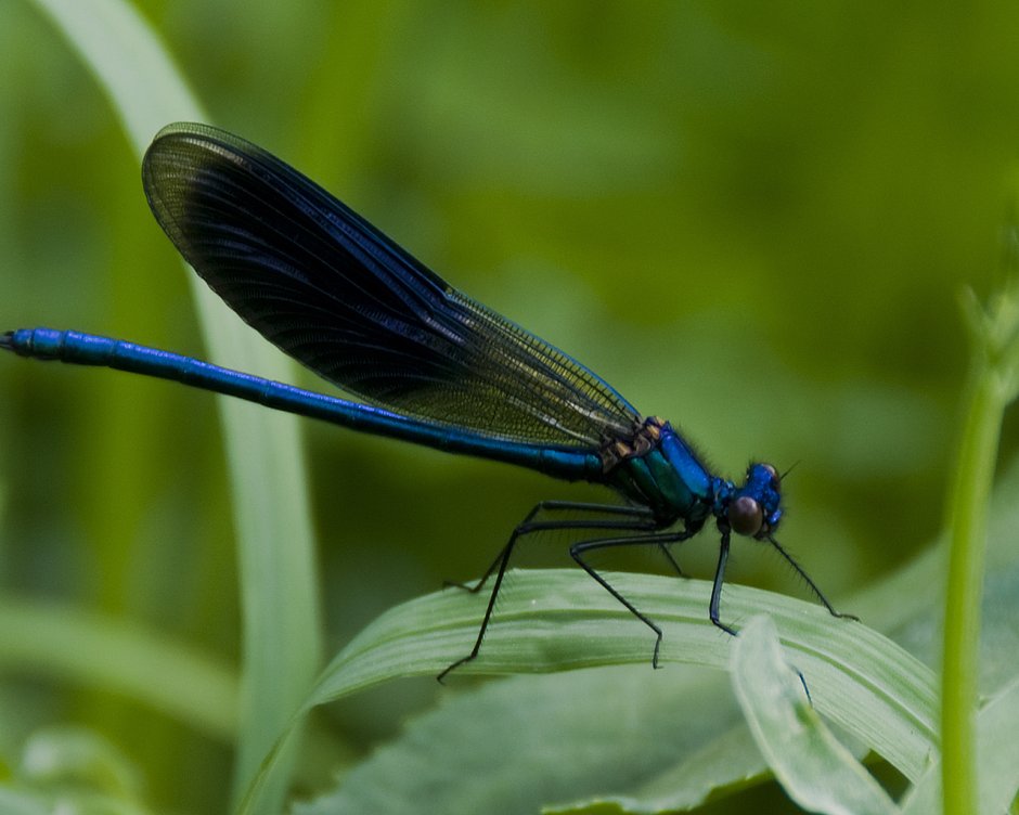 Синяя Стрекоза