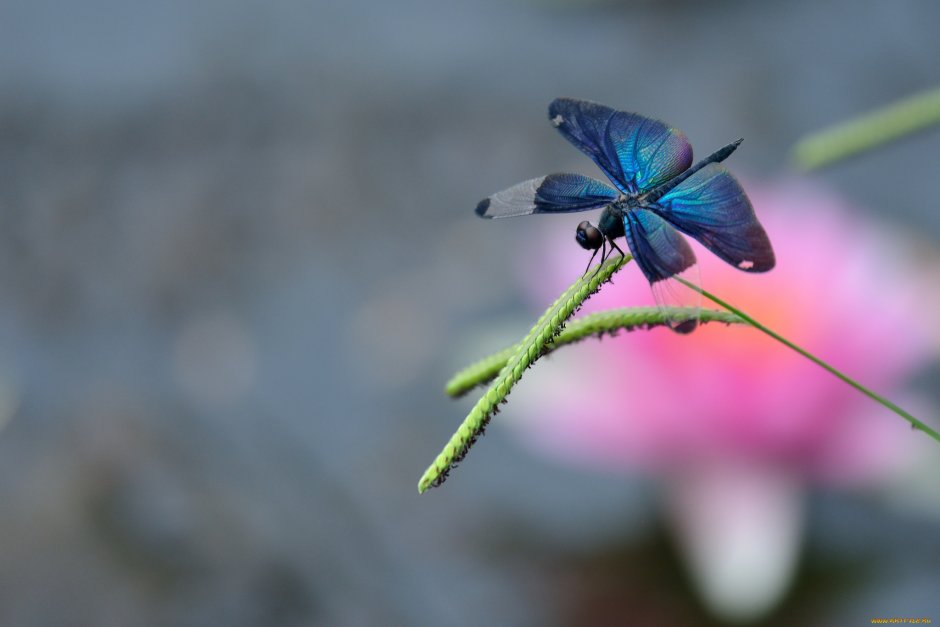Rhyothemis fuliginosa