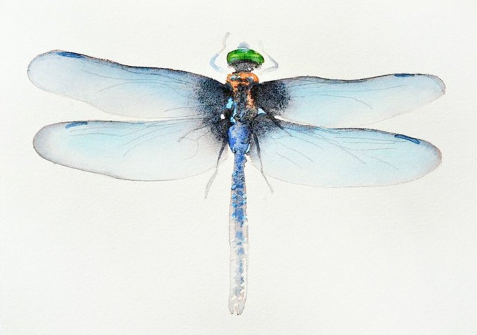 Акварельные Стрекозы