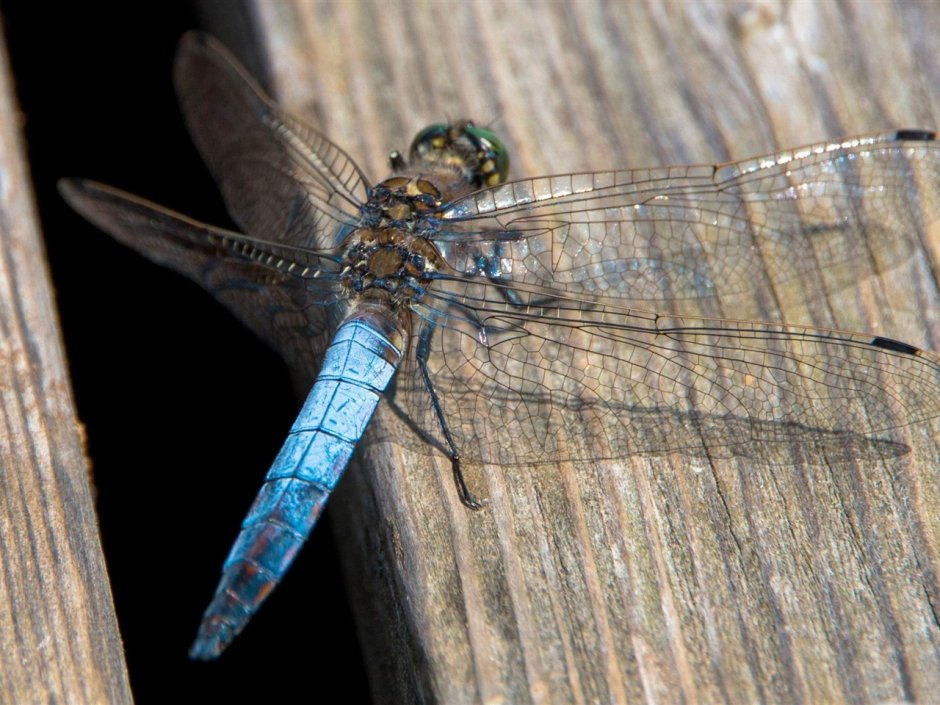 Libelle Стрекоза