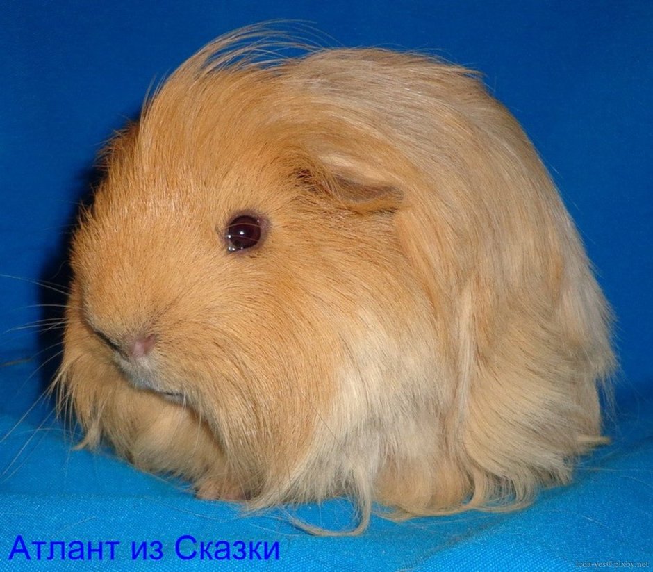 Длинношерстная морская Свинка лункария