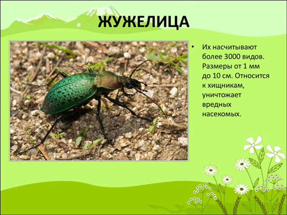 Жужелица Крымская презентация