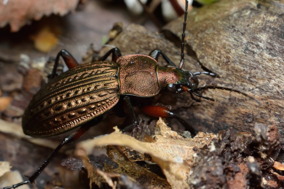 Жужелица решетчатая (Carabus cancellatus)