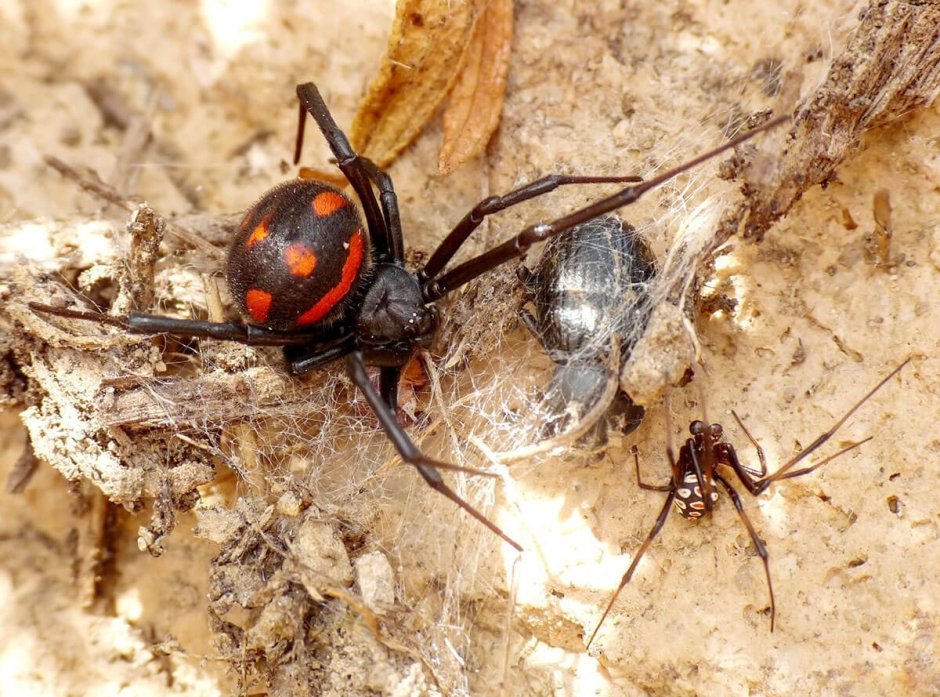 Каракурт (Latrodectus tredecimguttatus)