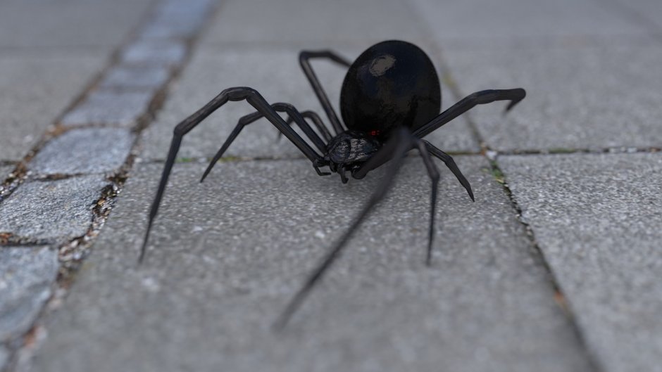 Паук Steatoda paykulliana