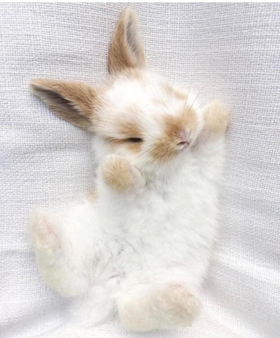 Белая кошка Эстетика