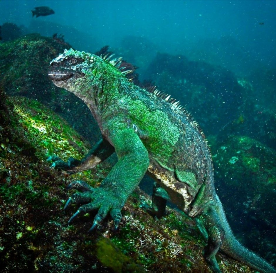 Морская игуана на Галапагосах
