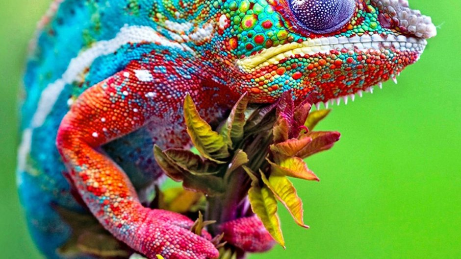 Camelion Lizard
