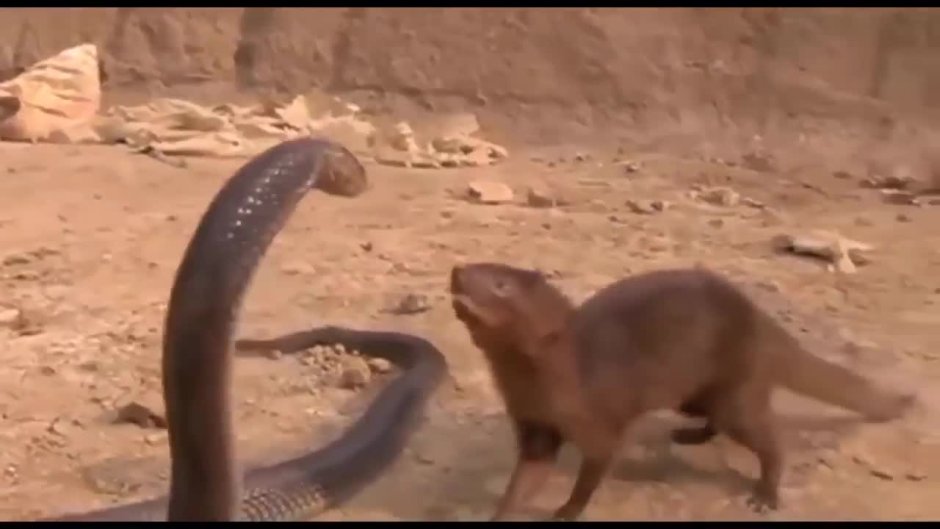 Mongoose vs Cobra