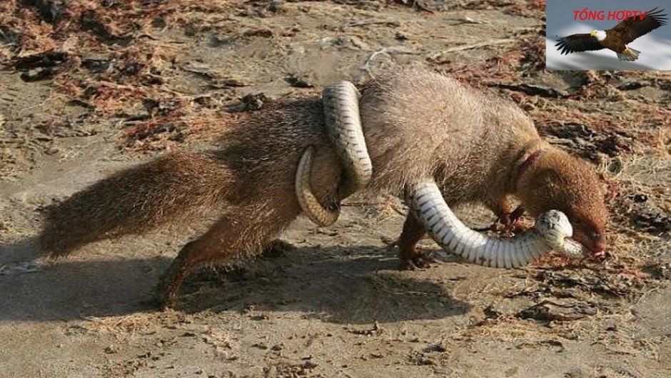 Сурикат против змеи