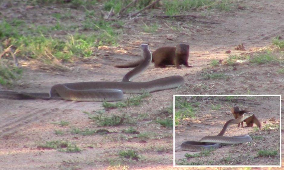 Мангуст анатомия