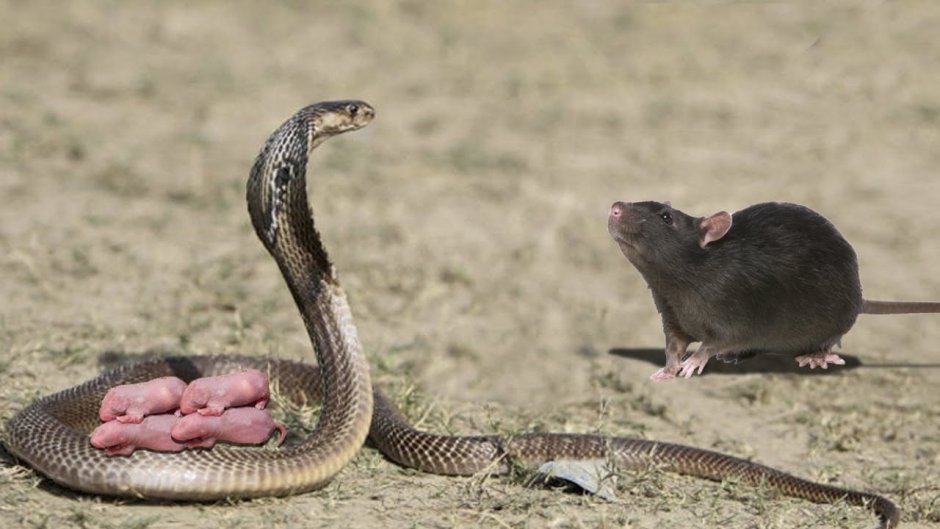 Мангуст Рикки Тикки арты