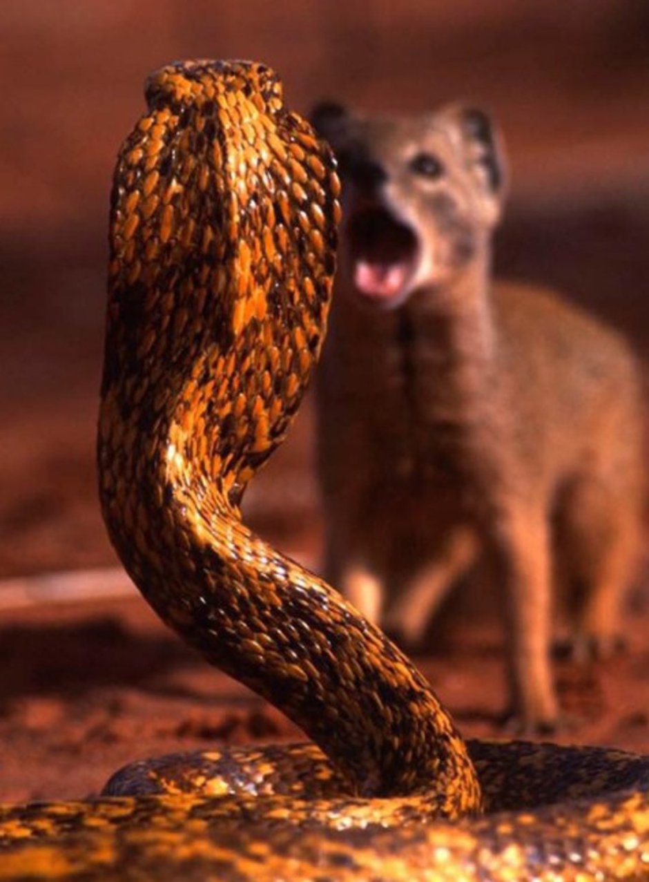 Мангуст и Кобра рисунок