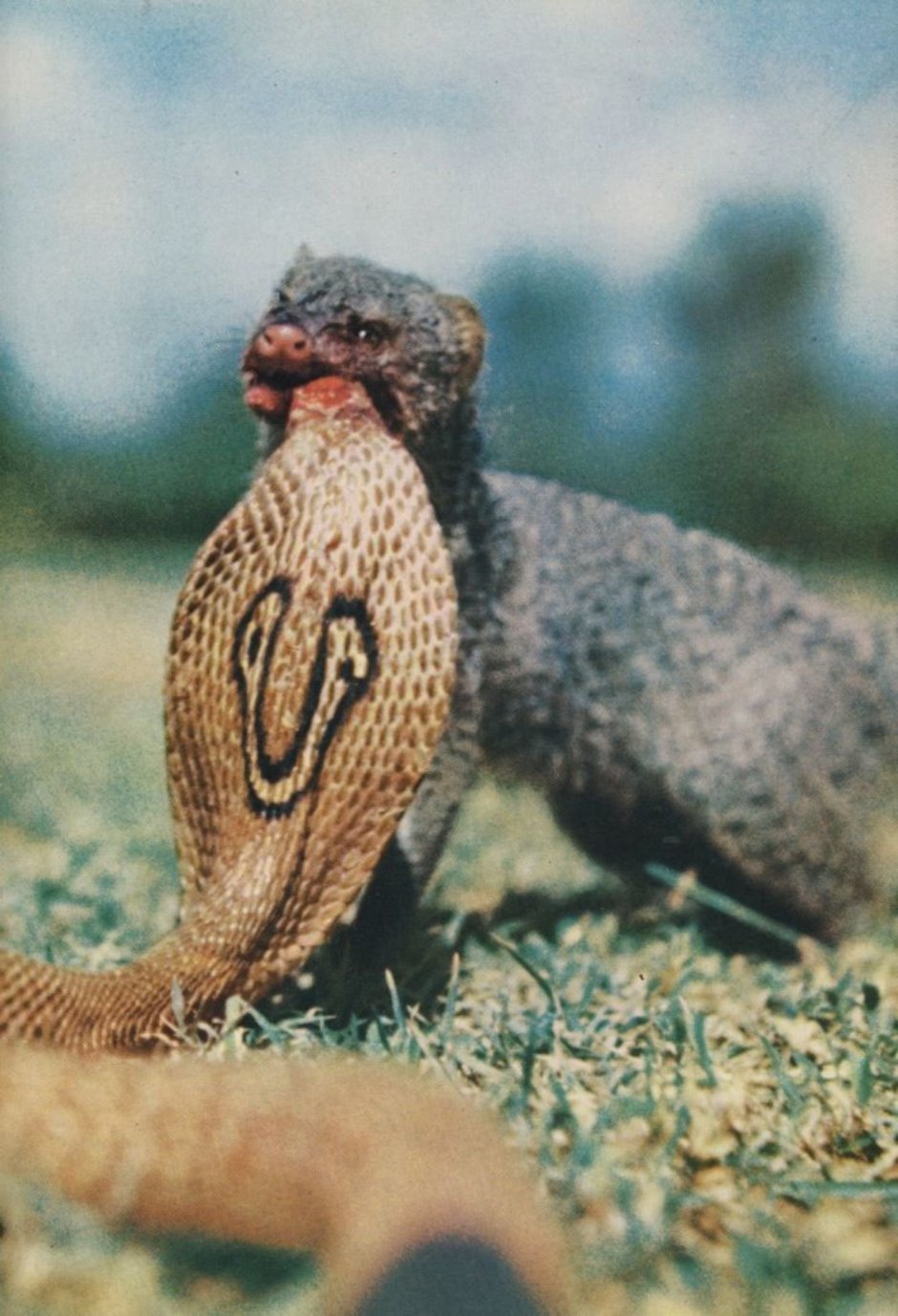 Мангуст: бесстрашный победитель змей