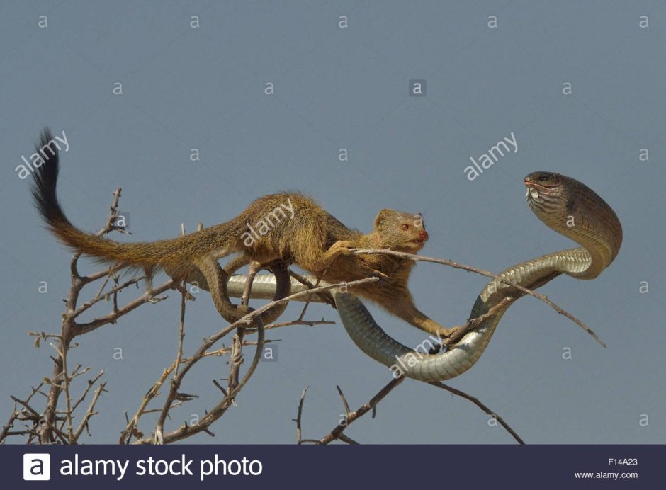 Мангуст и Кобра