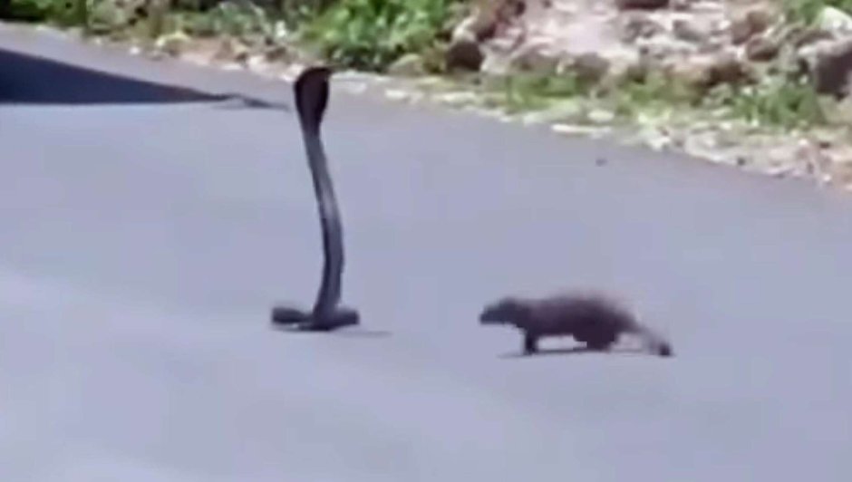 Сурикаты охотятся на змей