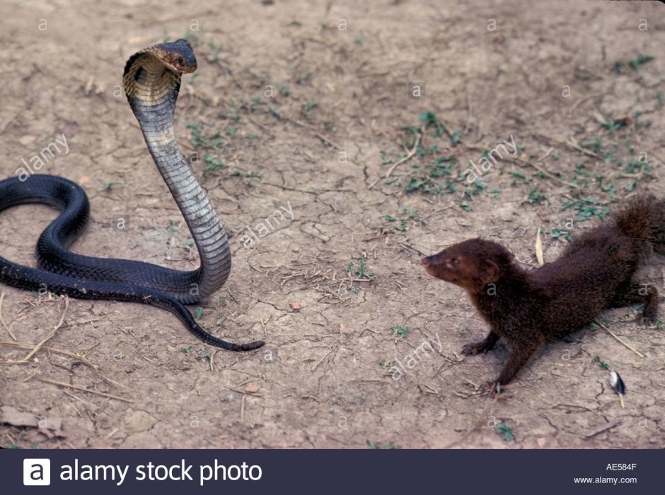 Мангуст вектор