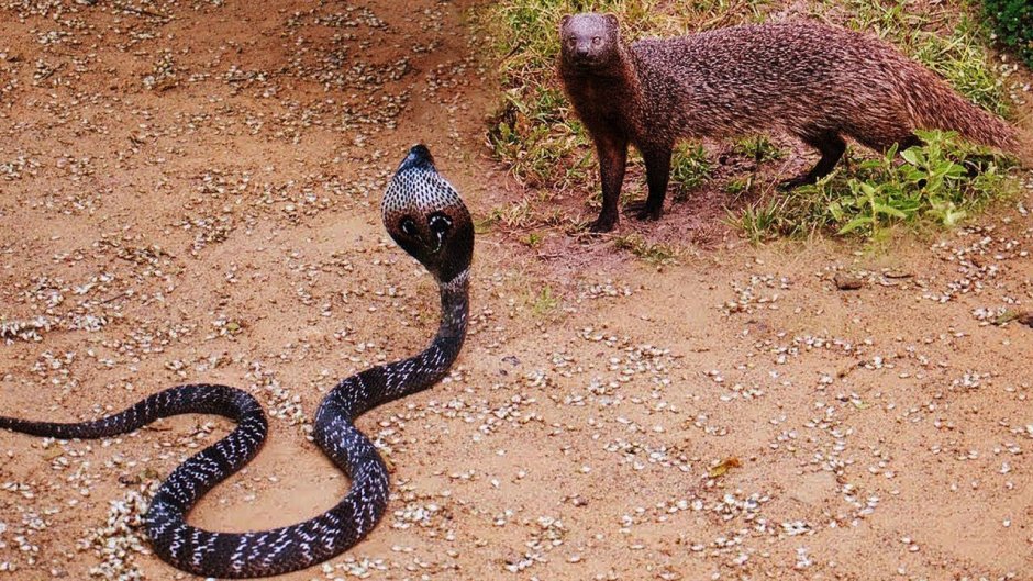 Мангуст против гремучих змей