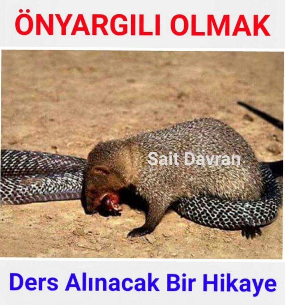 Мангуст вс Кобра