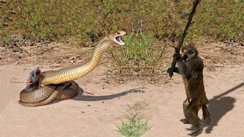 Мангусты рисунок карандашом