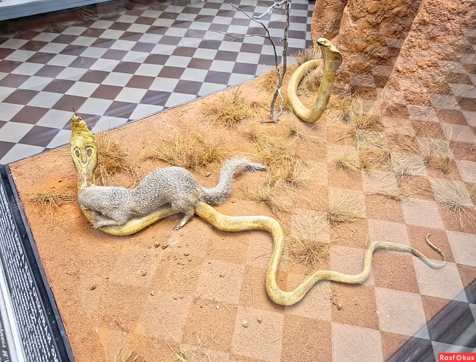 Мангуст против змеи