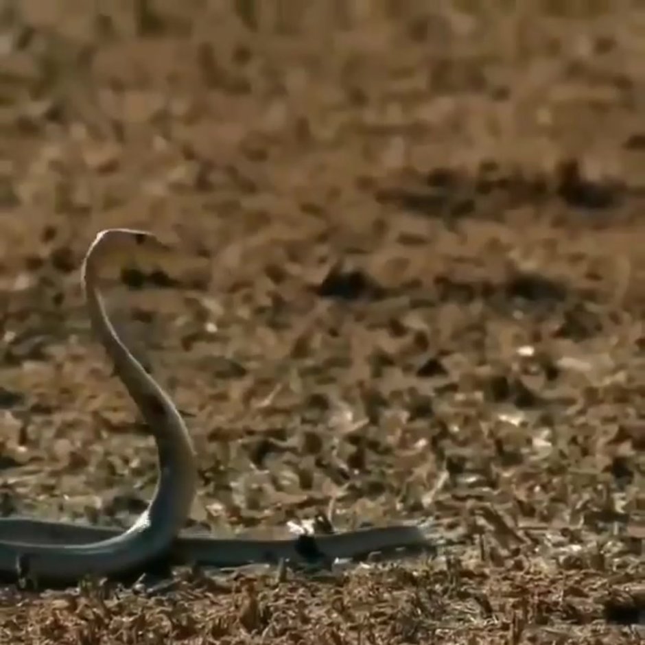 Королевская Кобра против мангуста