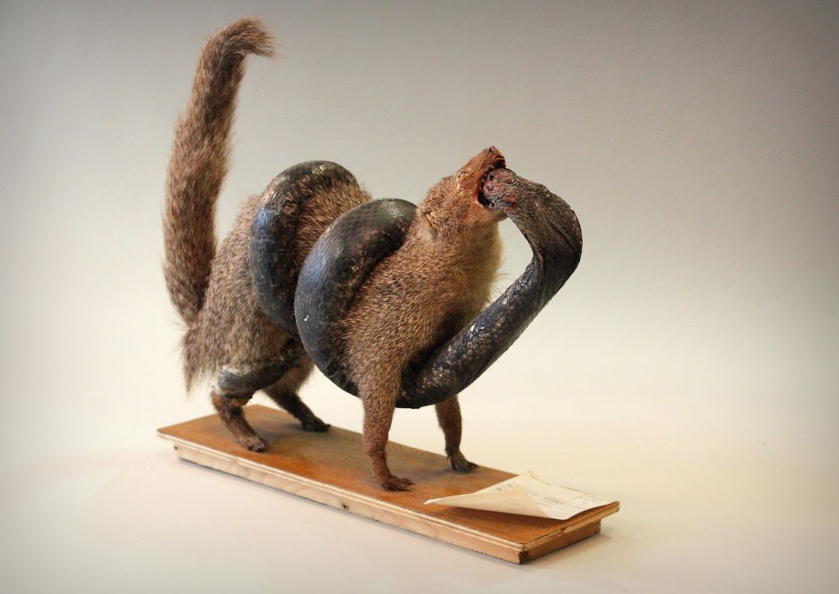 Мангуст и змея тату